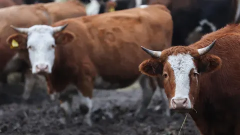 Grupa smeđih krava s bijelim čelima i rogovima u blatu