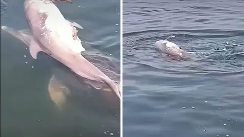 Kolaž slika s dvije fotografije delfina u plavom moru