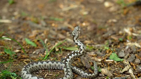 Smiješa zmija s karakterističnim uzorkom na tlu u prirodi
