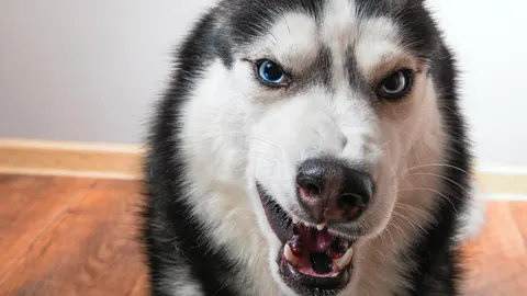 Siberijski husky s raščuplanom njuškom i vidljivim zubima