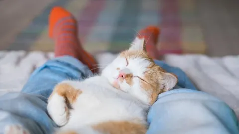 Bijela i narančasta mačka spava na nogama osobe u plavim hlačama