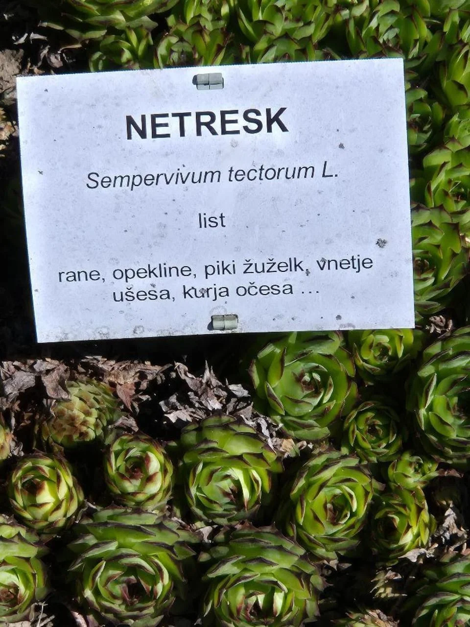 Natpisna pločica biljke netreska Sempervivum tectorum