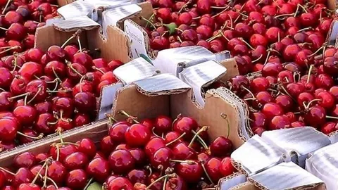 Sveže crvene trešnje složene u kartonske kutije na tržnici
