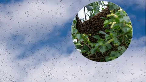 Veliki broj pčela u zraku i detaljan prikaz roja na stablu