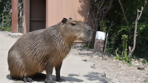Velika smeđa kapibara Samba sjedi na pješčanom putu ispred drvenog objekta.