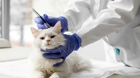Veterinar u plavim rukavicama uklanja parazita s bijele mačke pincetom