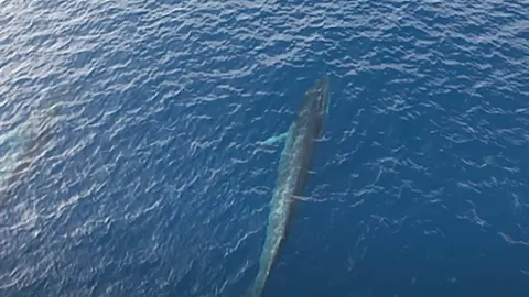 Zračni snimak grbavog kita koji pliva u plavom oceanu