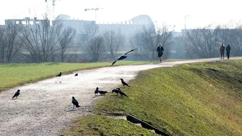 Grupa vrana na putu u parku s osobom koja trči u pozadini