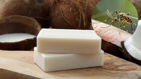 Sbijeni bijeli sapuni pored kokosa i krug s komarcem na koži