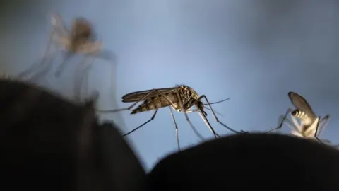 Krupni plan komarca koji sjedi na tamnoj površini