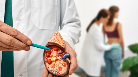 Liječnik u bijelom mantilu pokazuje detalje na anatomskom modelu bubrega