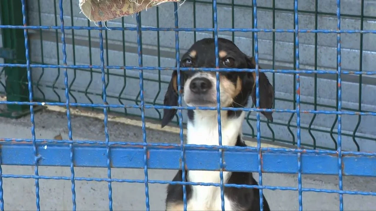 Crno-bijeli pas s vesalom koji gleda kroz plavu mrežu