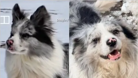 Kolaž s dvije fotografije psa goniča s crno-bijelim krznom