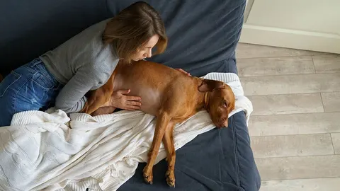 Žena ljubazno mazi starijeg smeđeg psa koji leži na kauču