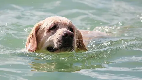 Zlatni retriver pliva u bistroj zelenkastoj vodi