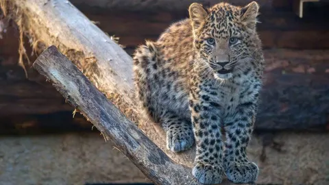 Mali mladunac sjevernokineskog leoparda s pjegama na drvenom stiscu