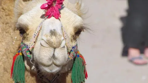 Krupni plan glave deve ukrašene cvijetom i šarenim tradicionalnim resama.