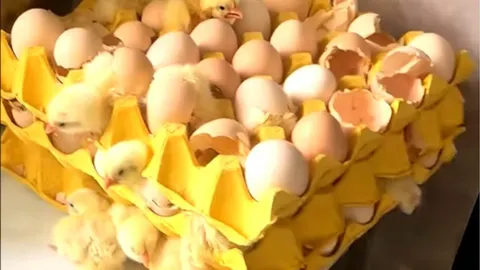 Mali žuti pilići koji izlaze iz jaja u žutim kartonskim kutijama