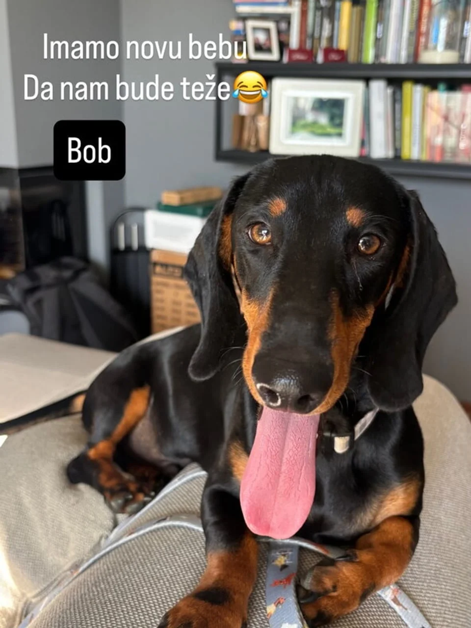 Crni pas rase dachshund s izmijekanim jezikom