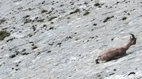 Alpska koza koja se penje uz strmu, svijetlosivu betonsku površinu