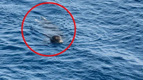 MediteranskaB medvjedica pliva na površCSE površini plavog mora, označena crvenim krugom
