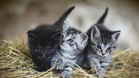 Tri mala mačenca s velikim očima na slami
