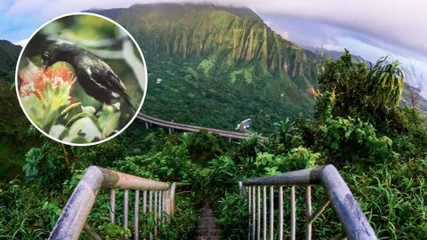 Zelene planine Kauaija s umetkom ptice Kauai o-oa na cvijetu