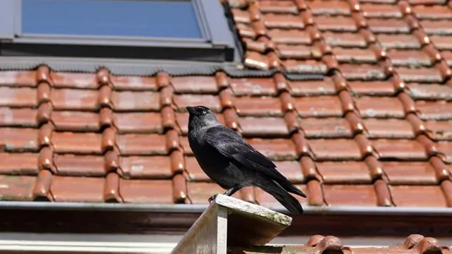 Crna ptica vrane stoji na rubu krova s crvenim crijepom