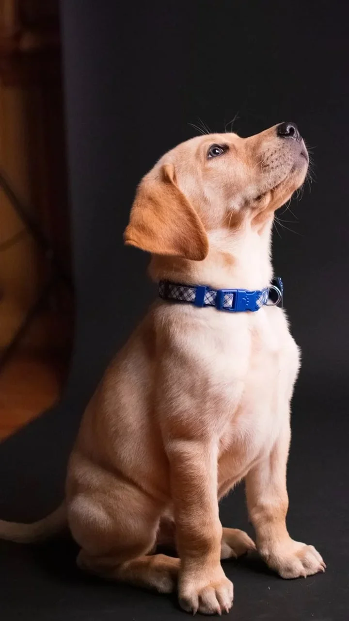 Štence labradora s plavom ogrlicom koji gleda prema gore