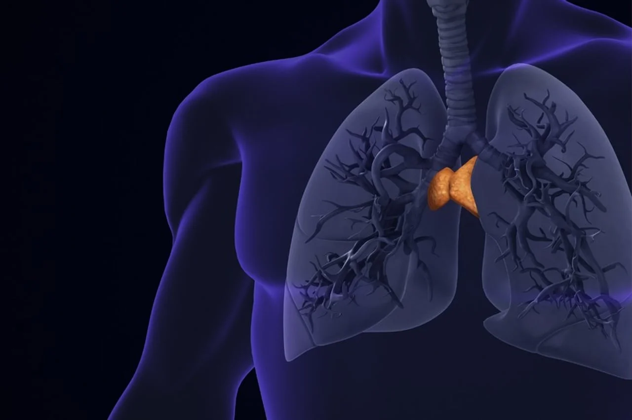 Anatomski prikaz ljudskog torza koji prikazuje timus smješten između plućnih krila.
