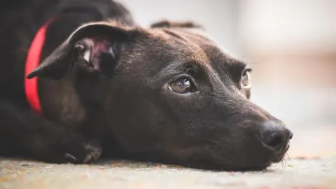 Krupni kadar glave tamnog psa s crvenom ogrlicom koji leži na podu s tužnim izrazom.