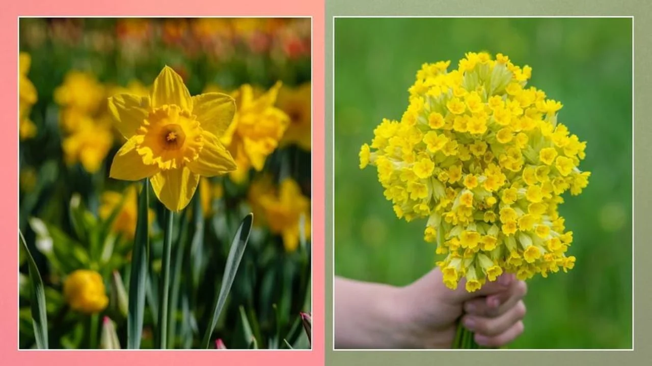 Usporedba žutog narcisa i buketa jaglaca u ruci na zelenoj pozadini.