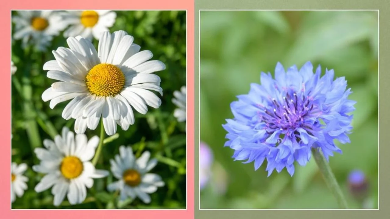 Bijele ivančice s lijeve strane i krupni plan plavog različka s desne.