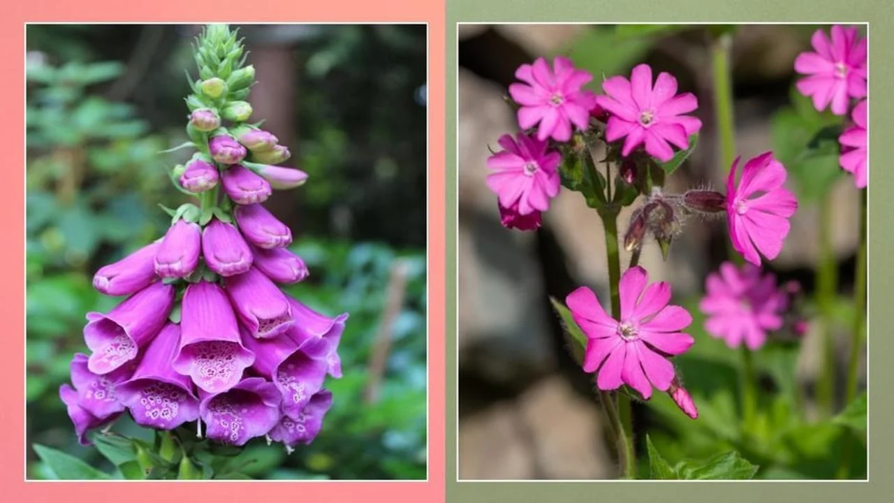 Ljubičasta naprstka s lijeve strane i ružičasti cvjetovi rumenike s desne.