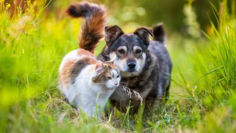 Pas i mačka zajedno stoje u visokoj zelenoj travi na suncu.