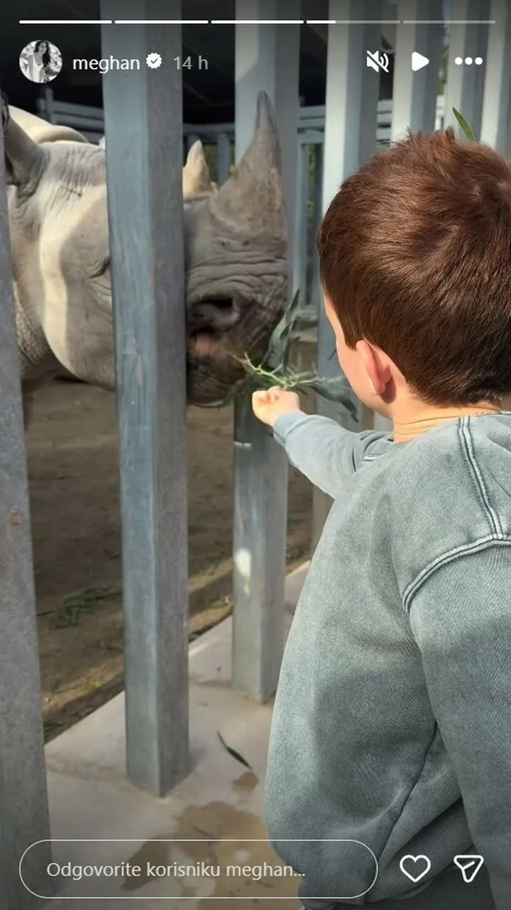 Dječak s leđa hrani nosoroga kroz ogradu držeći grančicu s lišćem.