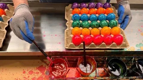 Rukama u rukavicama kistom se boje pisanice poredane u kartonsku kutiju.