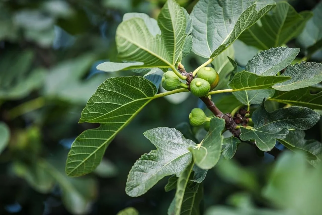 Krupni plan zelene grane smokve s mladim plodovima i izraženim listovima.