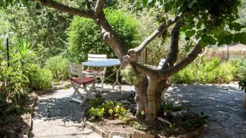 Stablo smokve u dvorištu pored bijelog vrtnog stola i stolica na kamenom popločenju.