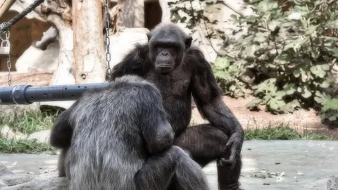 Dvije odrasle čimpanze sjede jedna pored druge u zoološkom vrtu ili rezervatu.