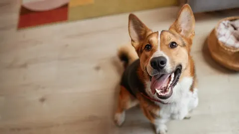 Sretan pas pasmine Corgi gleda prema gore s otvorenim ustima i isplaženim jezikom.