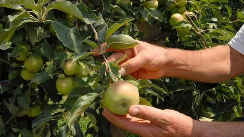 Muške ruke drže granu s dozrijevajućim zelenim jabukama u voćnjaku.