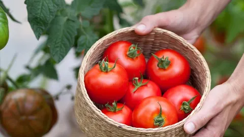 Ruke drže pletenu košaru punu zrelih crvenih rajčica u vrtu.