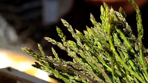 Svežanj tankih zelenih divljih šparoga na sunčevoj svjetlosti.