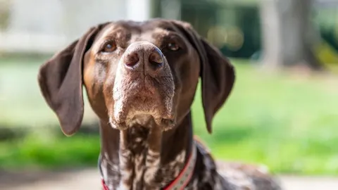 Zaslon krupnog plana lica smeđeg psa pasmine ptičar koji pažljivo gleda prema naprijed.