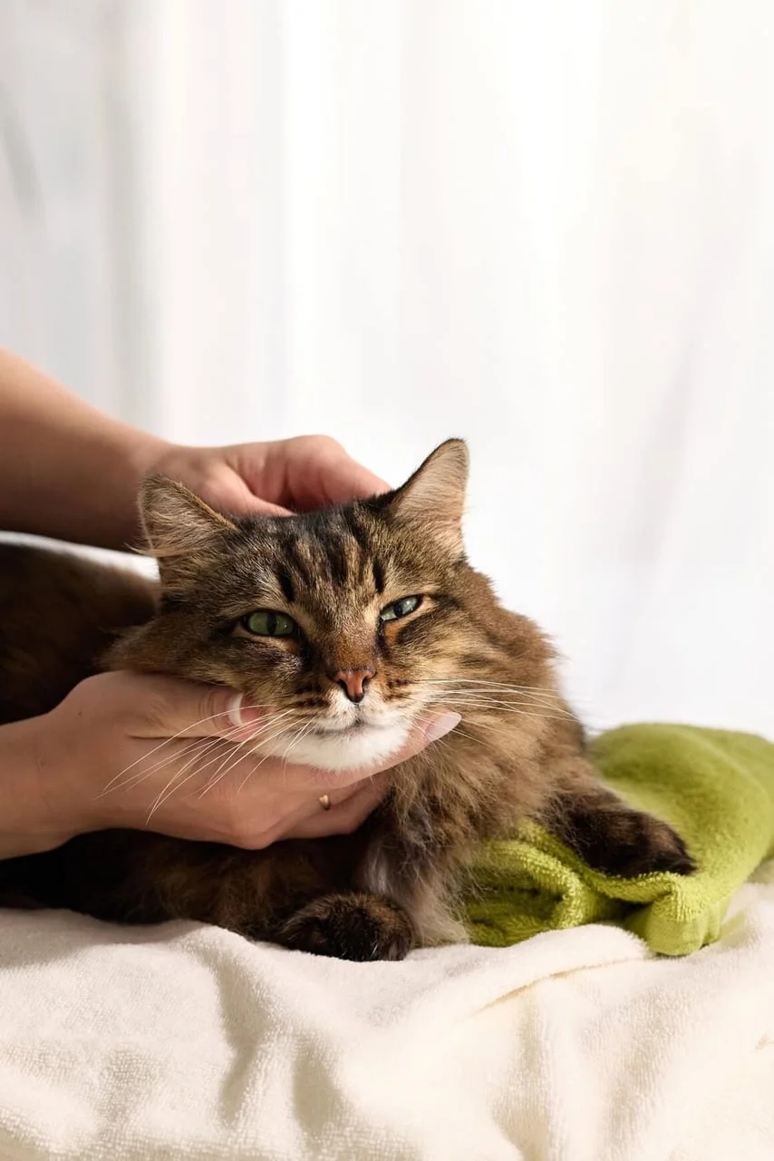 Ruke vlasnika nježno drže glavu smeđe prugaste mačke na zelenom ručniku.
