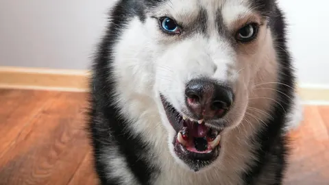 Husky agresivno pokazuje zube u krupnom planu