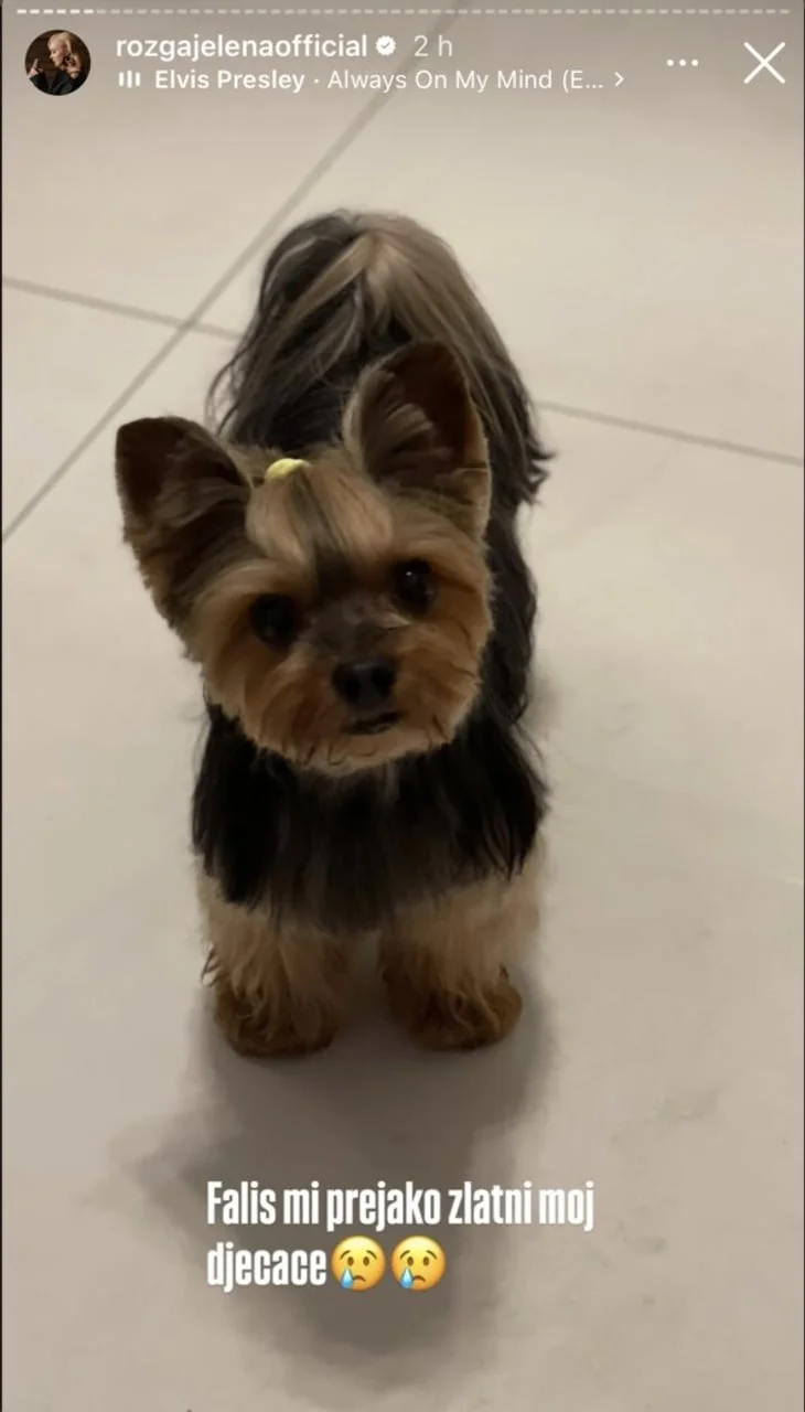 Mali pas pasmine jorkširski terijer stoji na svijetlom podu i gleda prema gore.