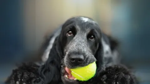 Crni pas pasmine koker španijel drži žutu tenisku lopticu u ustima.