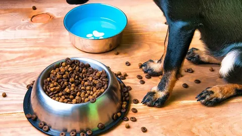 Pas stoji pored metalne zdjelice prepune suhe hrane na drvenom podu.